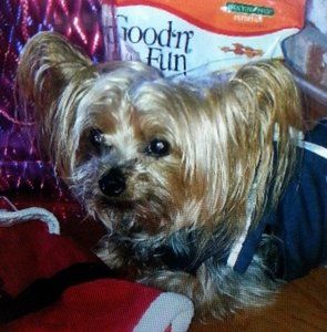 Meet your Posher, Cassandra